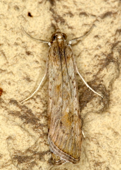 Micro da id - Nomophila noctuella, Crambidae